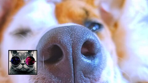 Fluffy Pet Moments! #13