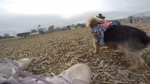 Should I take my Chihuahua to the dog park