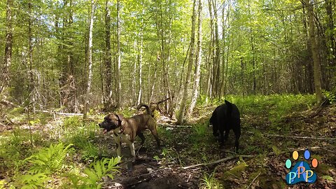 Season 2: Episode 2: Dog Adventures.