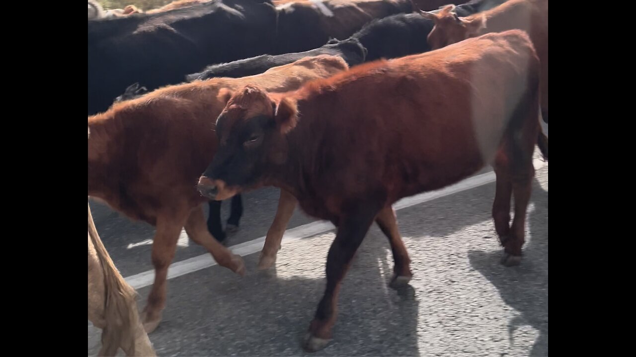 Funny calf goes to the music