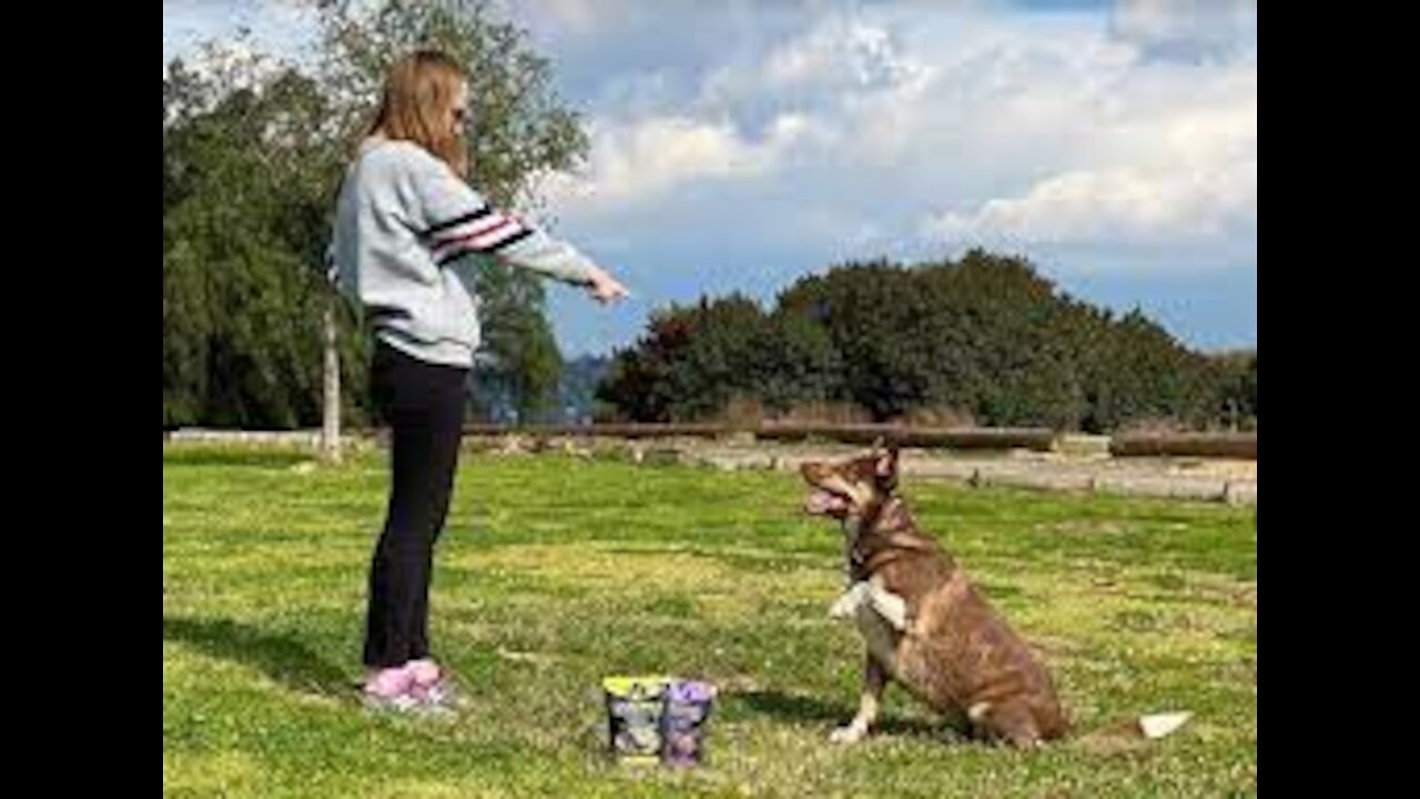 HOW I SAFELY TRAIN MY DOGS COMPLETELY OFF LEASH!100% WORKS