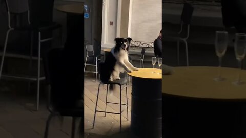 #shorts Смешные Собаки Из Тик Тока 54 Funny Dogs From Tiktok