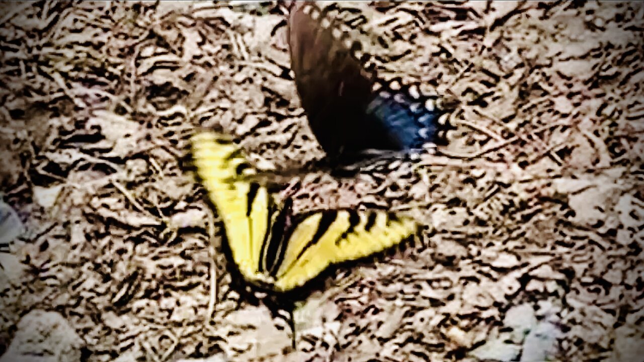 Butterfly Dance