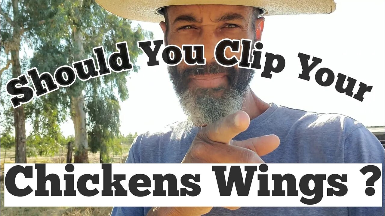 Should You Clip Your Chickens Wings? ~ Here's what I do.