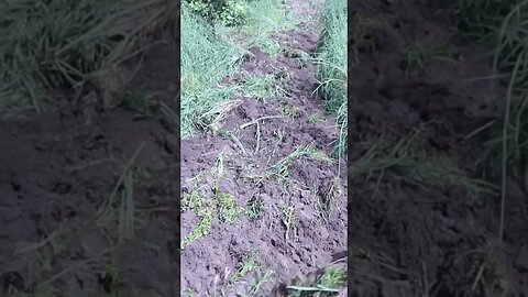 Plow grass in cashew farm
