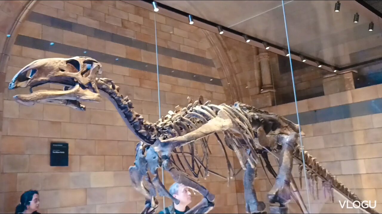 Wildlife in Natural history museum London