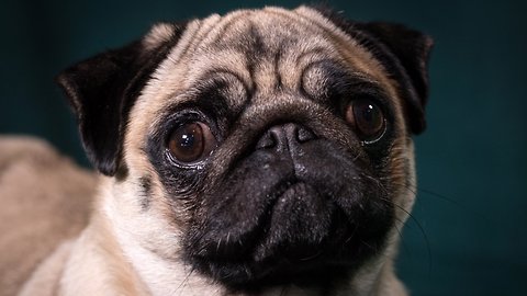 United Airlines Bans Several Dog, Cat Breeds