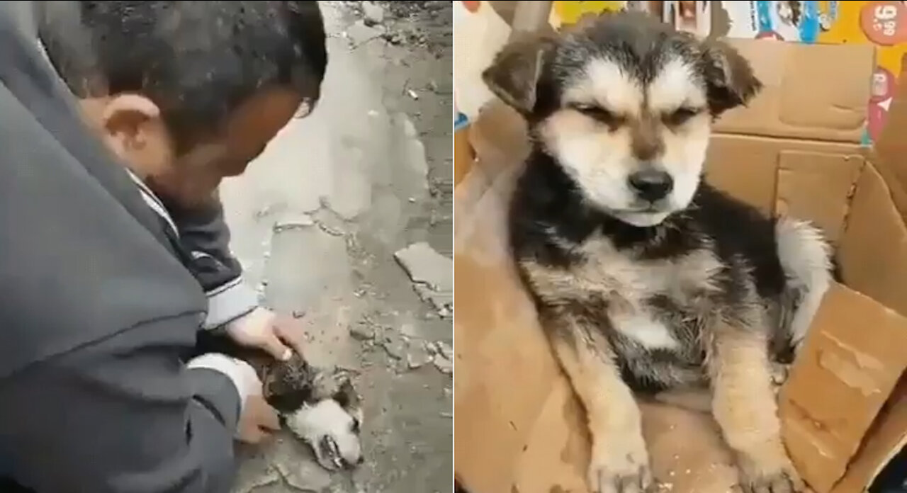 Thank you and God bless the person who saved this animal