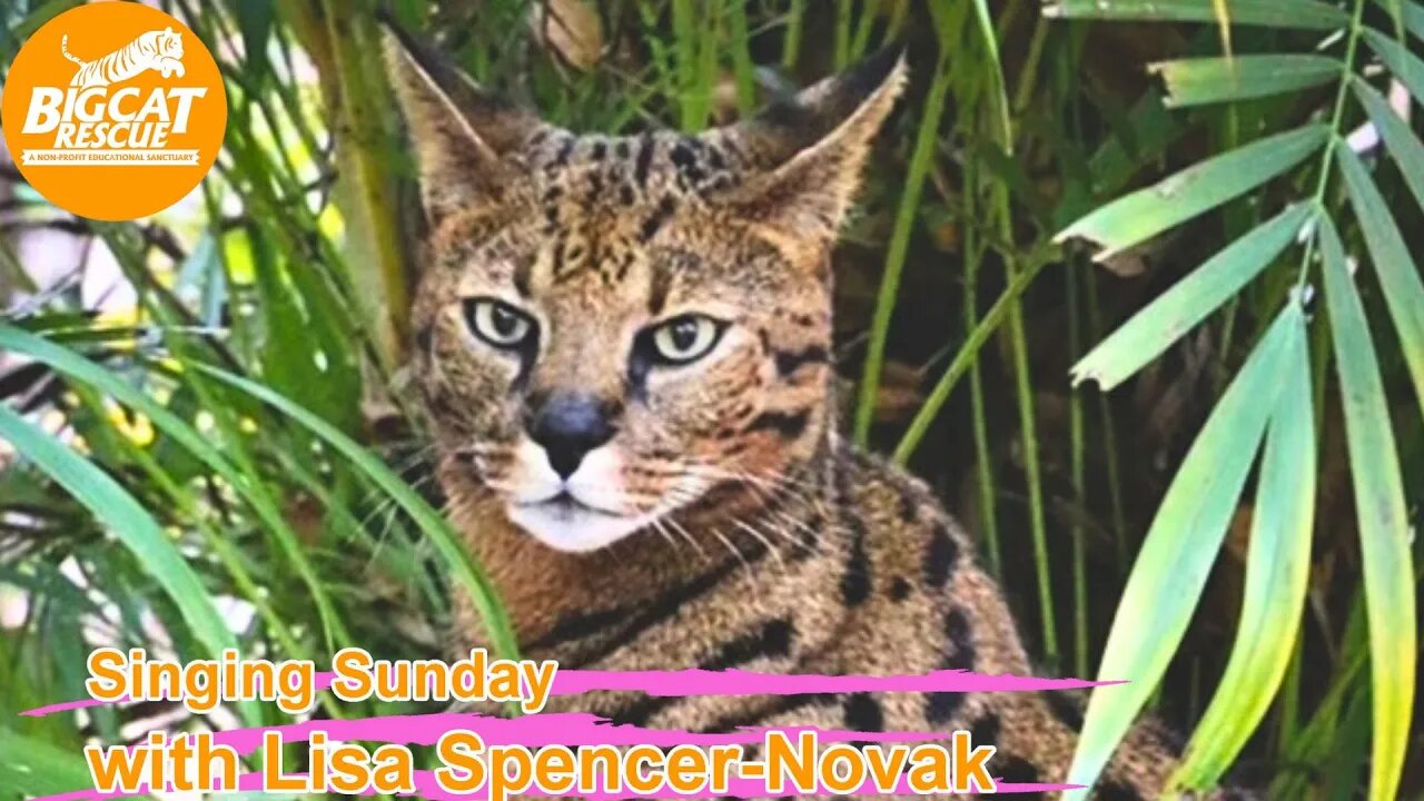 It’s Singing Sunday with Lisa and Carole at BigCatRescue.org singing to Beacher Savannah 06 25 2023