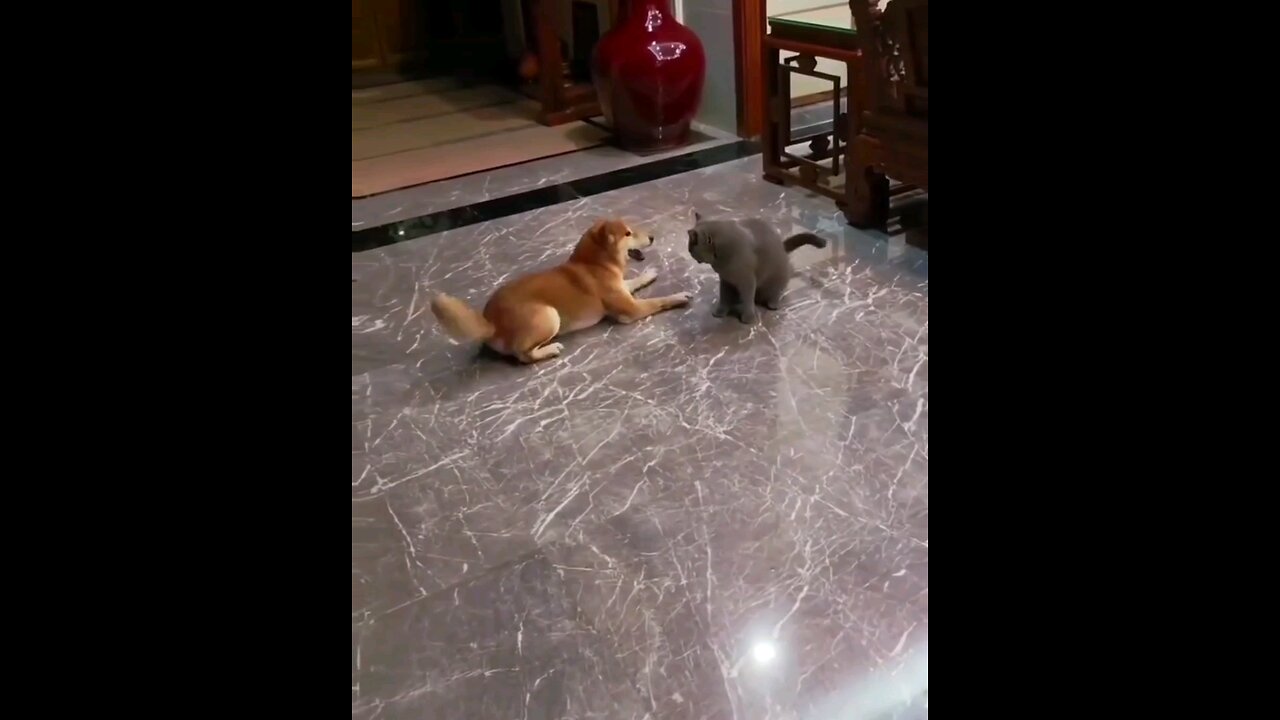 Cute cat and dog fight😂 interesting video trending video
