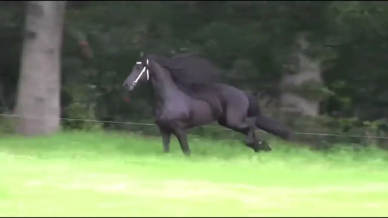 8 Most Beautiful Horses on Planet Earth65 1