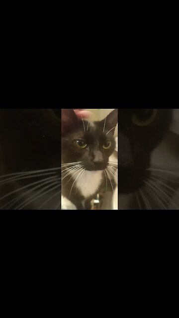 sink kitty #shortsvideo #kitty #kittycat #shortsfeed #cutekitty #cat #catvideos