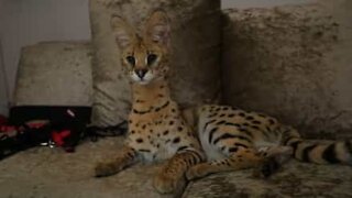 Cette famille possède un chat sauvage comme animal de compagnie