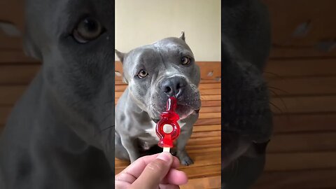 Uma surpresa pra Maori 😂😅 #americanbully #maoribully