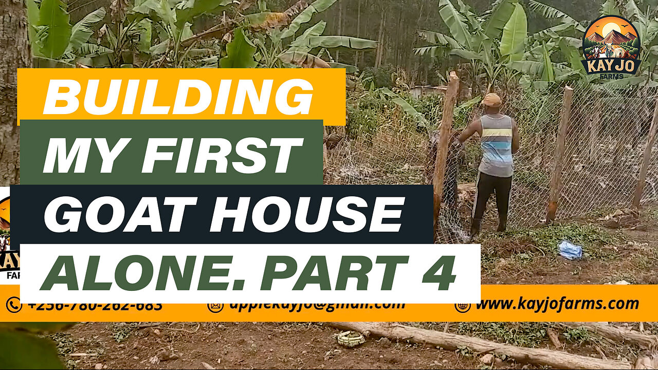 Building My First Goat House Alone Part 4 | ep8 #goatfarming #goats