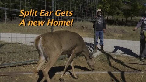 Split Ear gets New Home!
