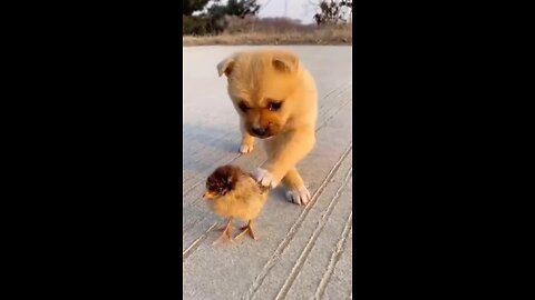 dog comedy video reel
