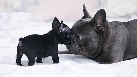 Funny_and_Cute_French_Bulldog_Puppies_Compilation__5_-_Cutest_French_Bulldog