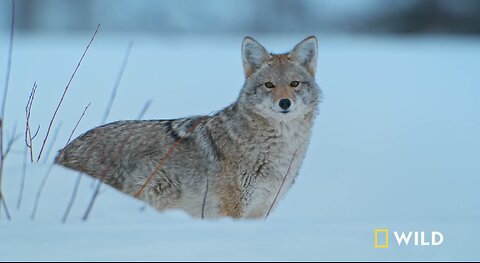 The otters and coyotes of Snake River | Grand Teton America's National Parks