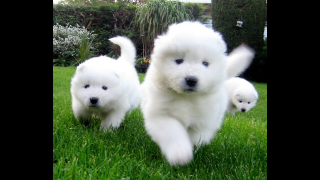 Funny and Cute Dogs Mini Pomeranian Video Compilation