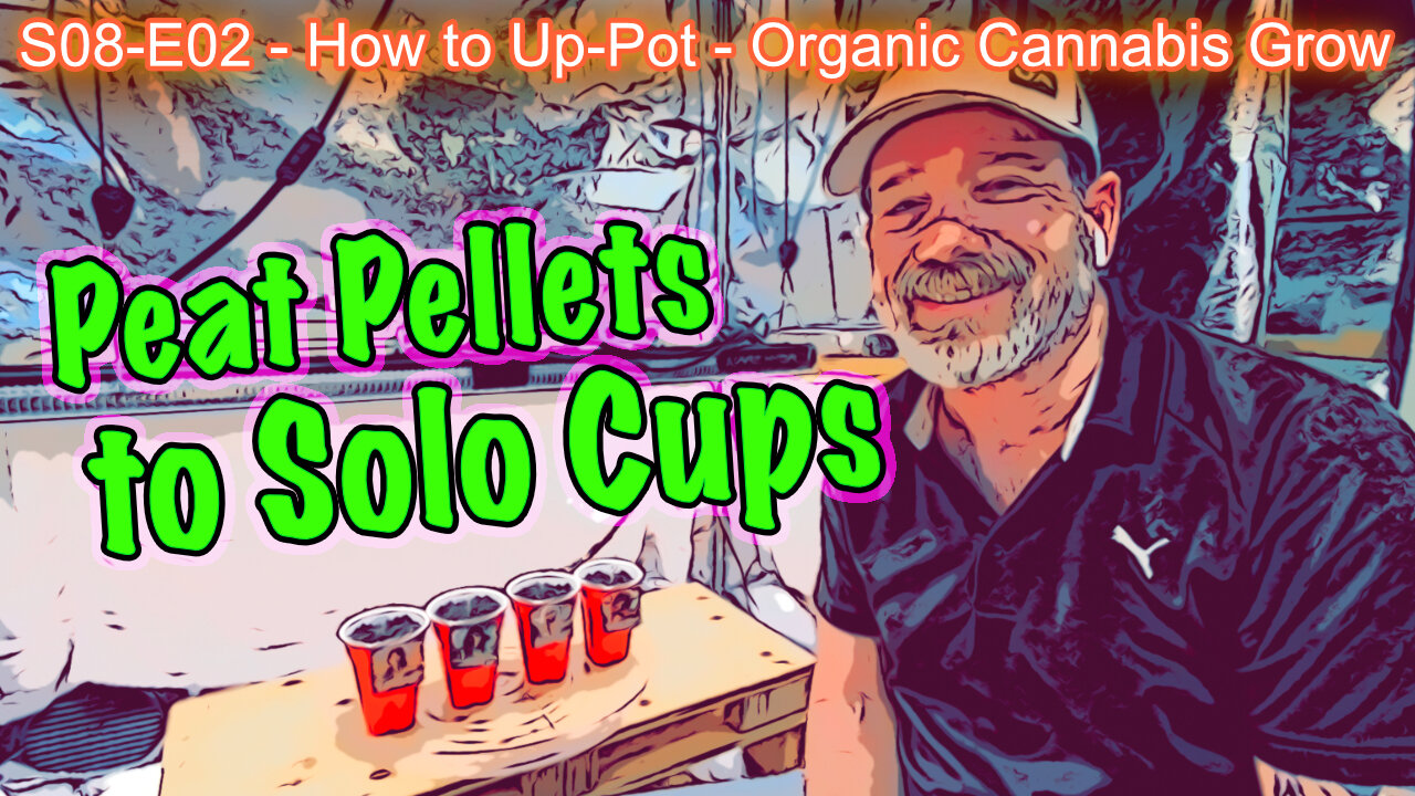 S08 E02 - How To Up-Pot Cannabis Seedlings From Peat Pellets To Solo Cups - Step By Step