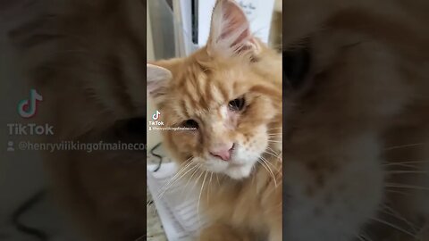 Maine Coon Henry the 8th I LOVE YOU BABY