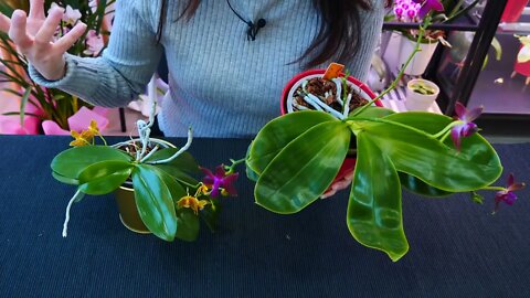 Why Orchid roots DON'T need light and clear pots