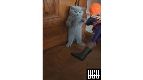 The cat's reaction when aiming the gun at it, very funny