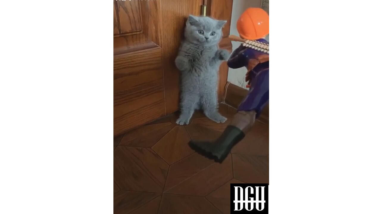The cat's reaction when aiming the gun at it, very funny