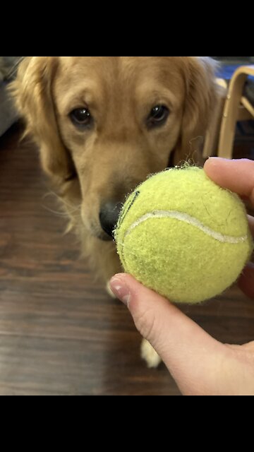 Happy Golden plays with his tennis balls