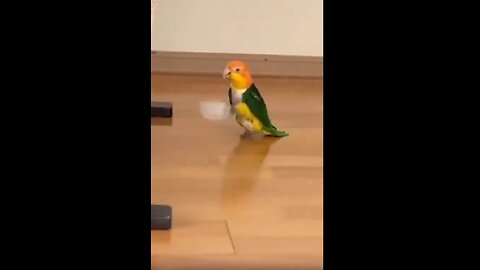 Two Minutes Late to Feed the Bird: Oops!