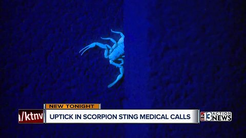 Bark scorpions move into warm homes as weather cools