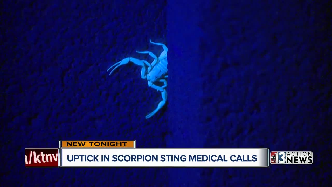 Bark scorpions move into warm homes as weather cools
