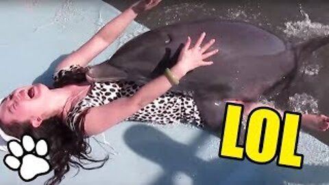 Dolphins Are Hilarious
