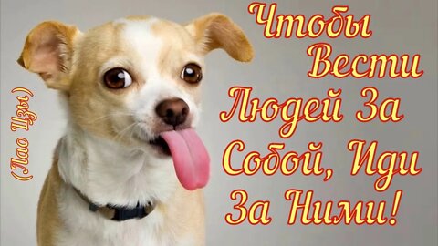 Смешные Собаки 28 Funny Dogs
