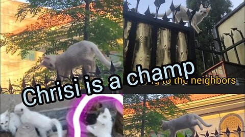 Only the Female kitten is going out & learn to walk on spiked fence 🙀😻