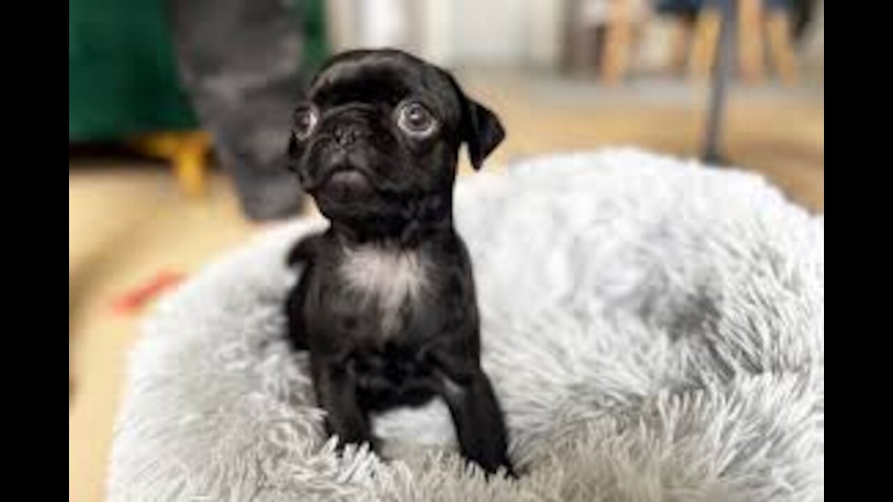 Funny cats and funny dogs enjoying themselves
