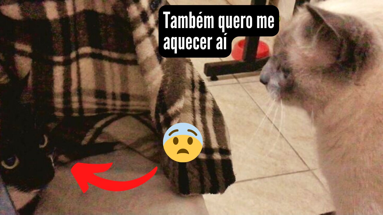 How cats behave in the cold - Winter is here! Gatos e o Frio, o inverno chegou!