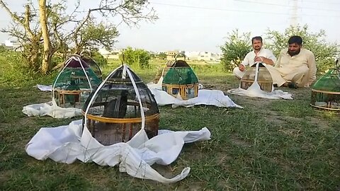 kala teetar ki awaz | Teetar ki awaz | kala teetar | teetar awaz |teetar sound