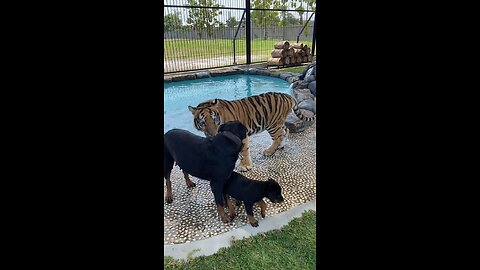 dog and tiger 🐅 friends