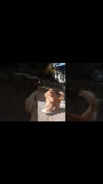 #dogshow, #amimals, #dogs, #shorts