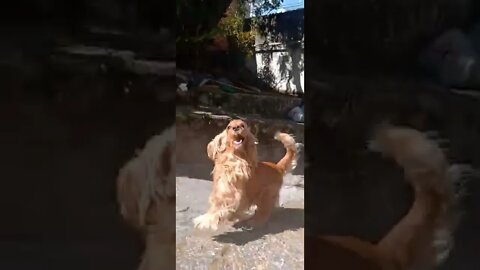 #dogshow, #amimals, #dogs, #shorts