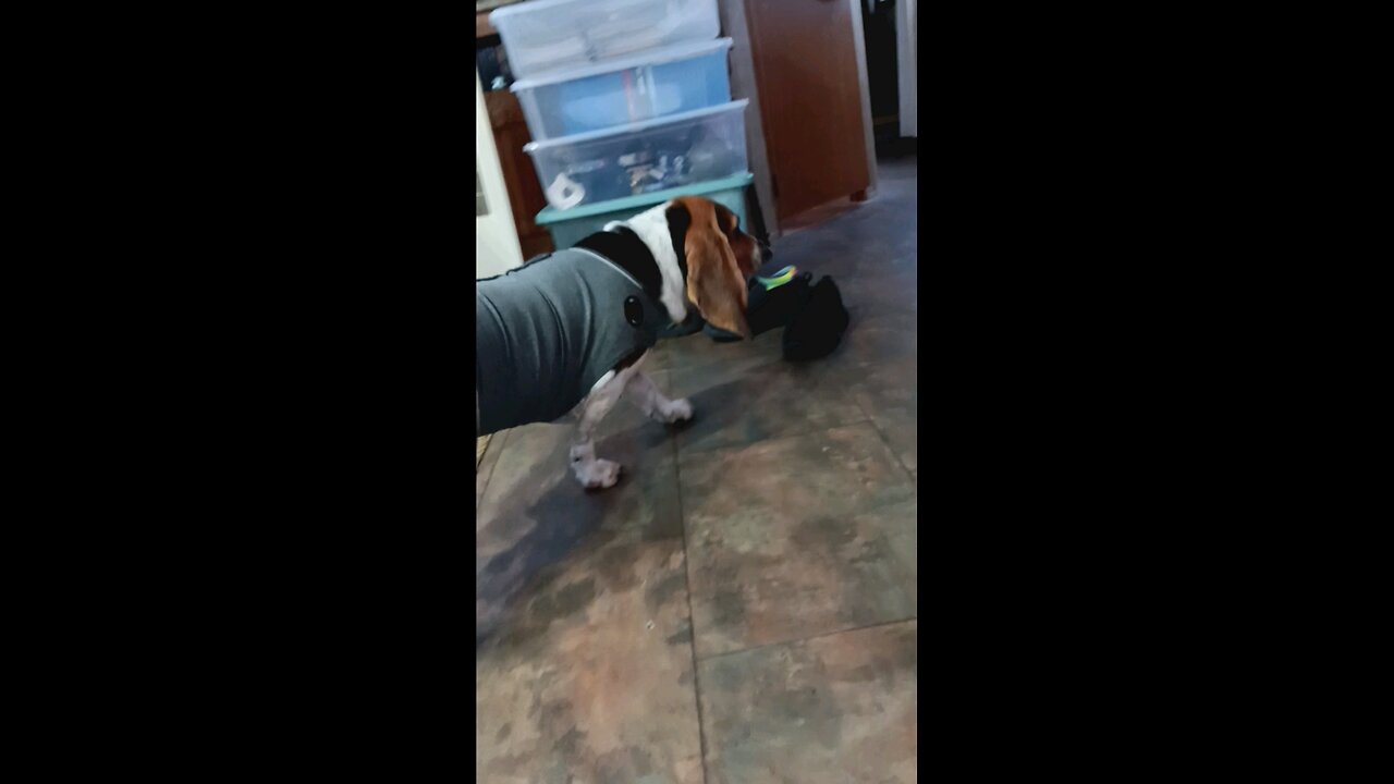 Sadie Mai really doesn't like rainy days