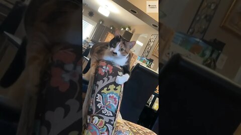 Kelakuan Random Kucing Bagian 12