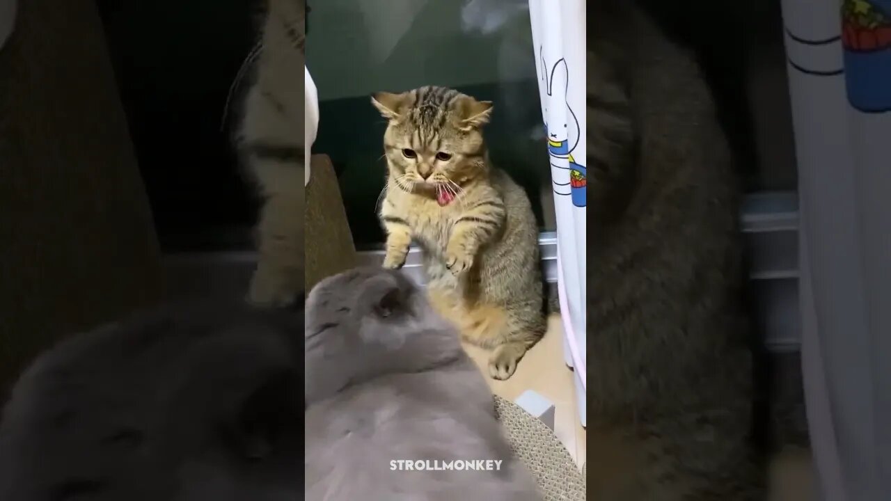 The Cutest Cat Moments Caught on Camera #animals #petanimals #pets #cat