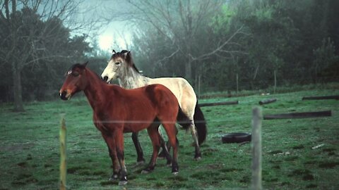 Race between horse and Dog ! Who will Win ?