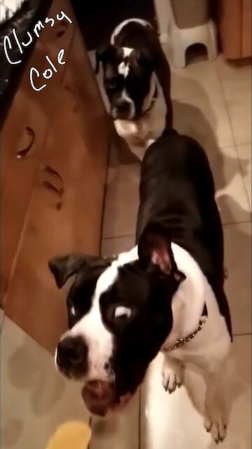 Clumsy Cole it never fails when he fails.