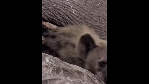 Wildlife