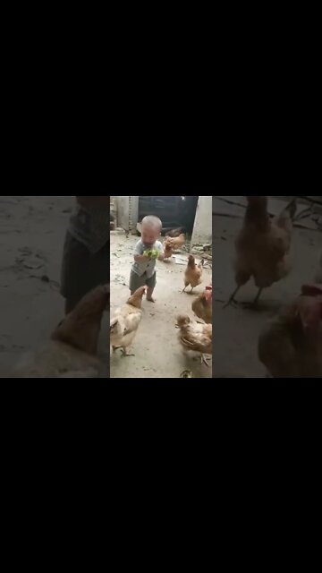 موقف طفال مع دجاج مضحكة