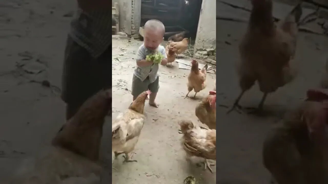 موقف طفال مع دجاج مضحكة